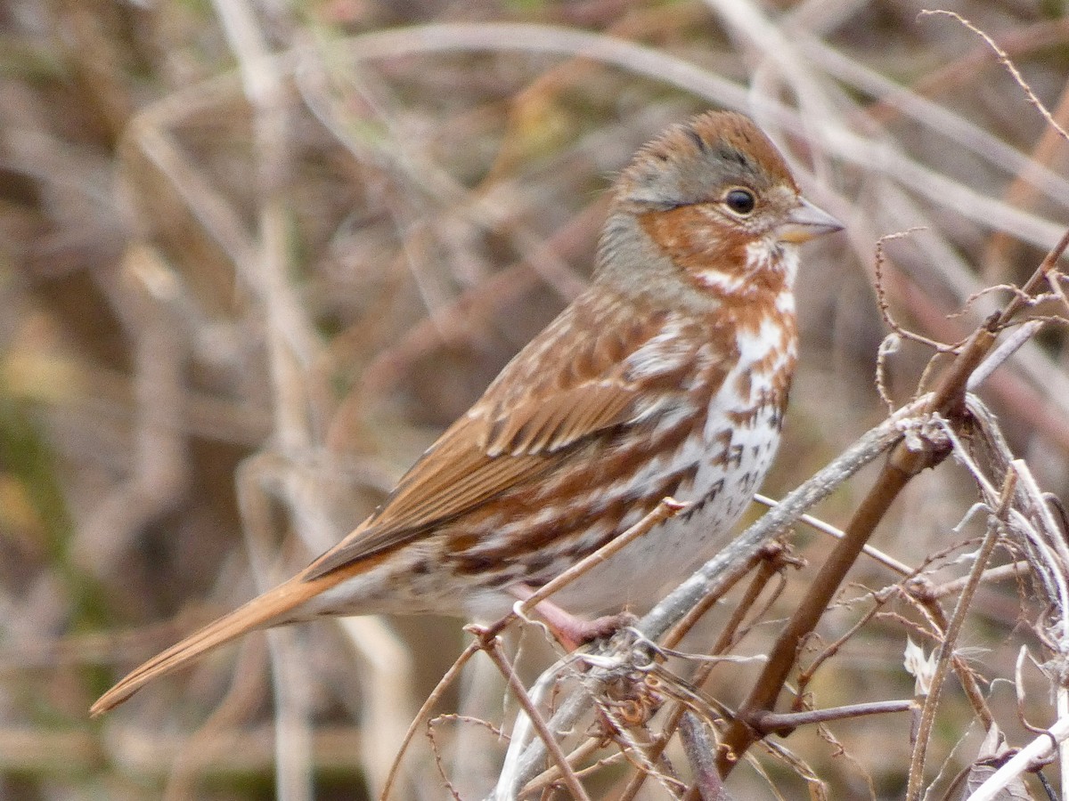 Fox Sparrow (Red) - ML214908221