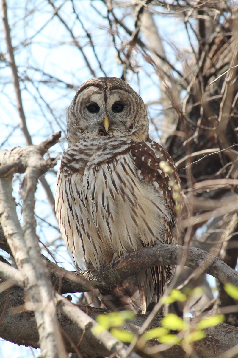 Barred Owl - ML214912191