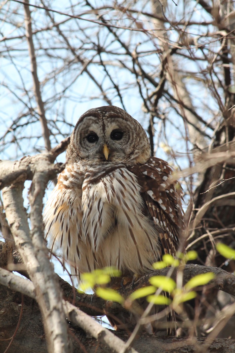 Barred Owl - ML214912321
