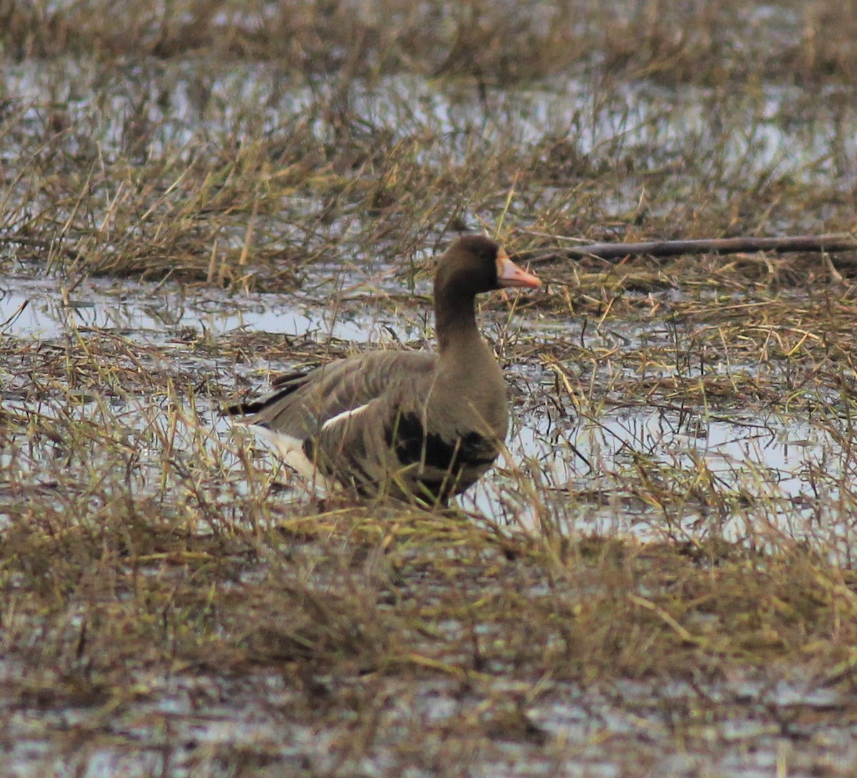 Greater White-fronted Goose - Mike Riley