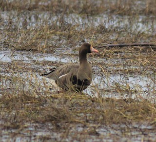 Greater White-fronted Goose, ML214913111