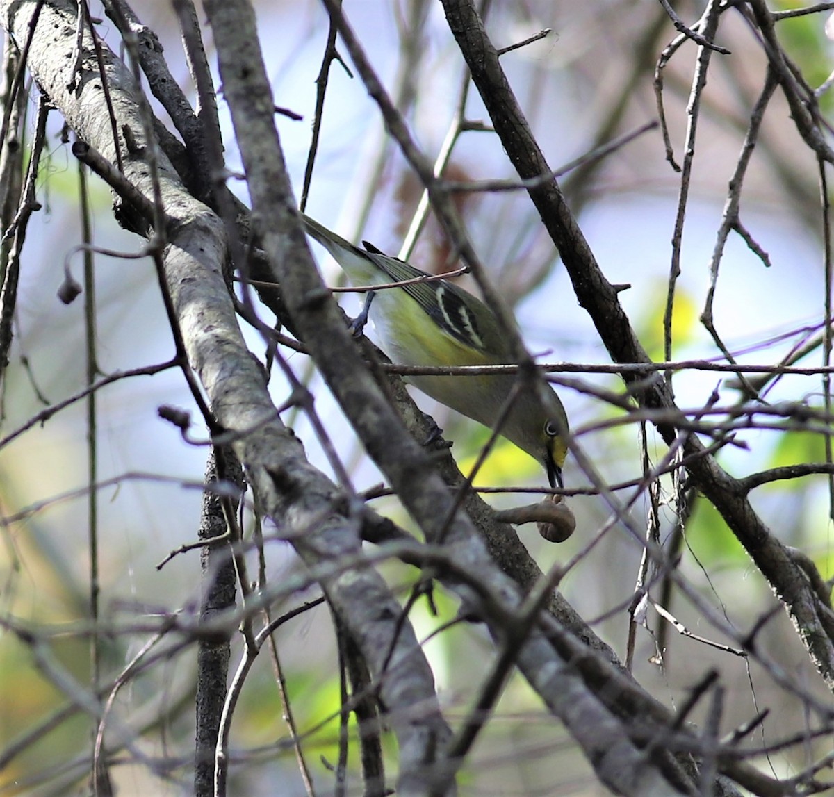 White-eyed Vireo - Mike Riley