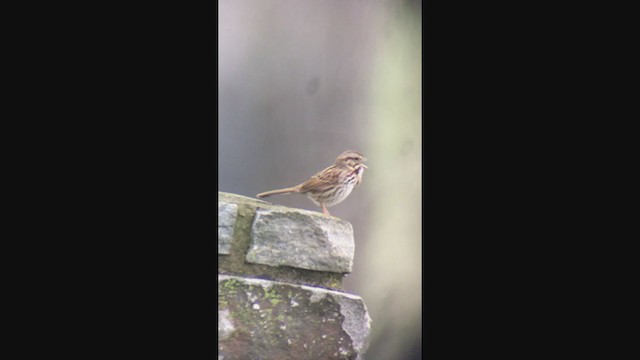 Song Sparrow - ML214915011