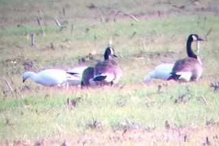 Ross's Goose, ML21491781