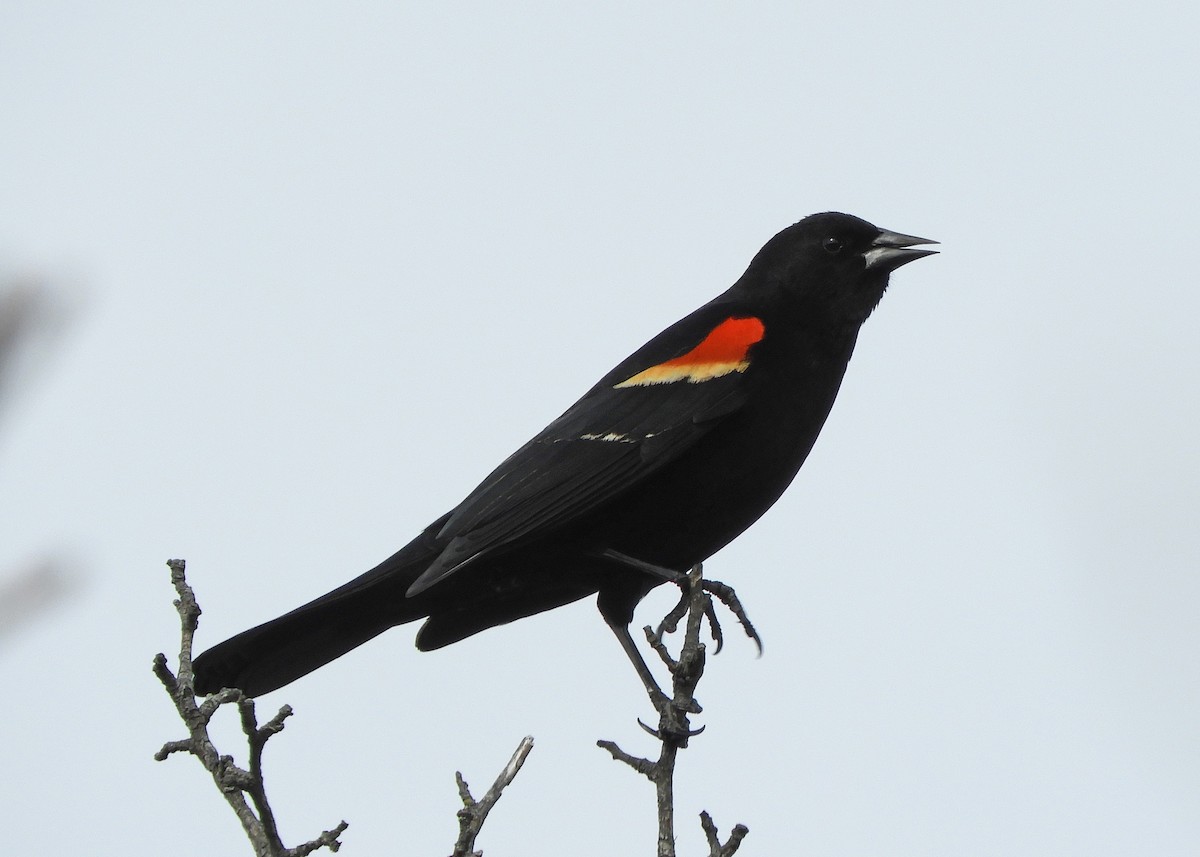 Red-winged Blackbird - Nancy Tognan
