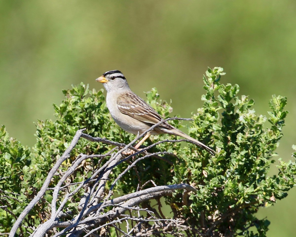 White-crowned Sparrow - Terence Degan