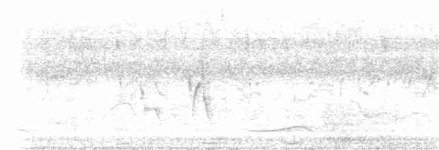 Щетинистая долгохвостка - ML214921251