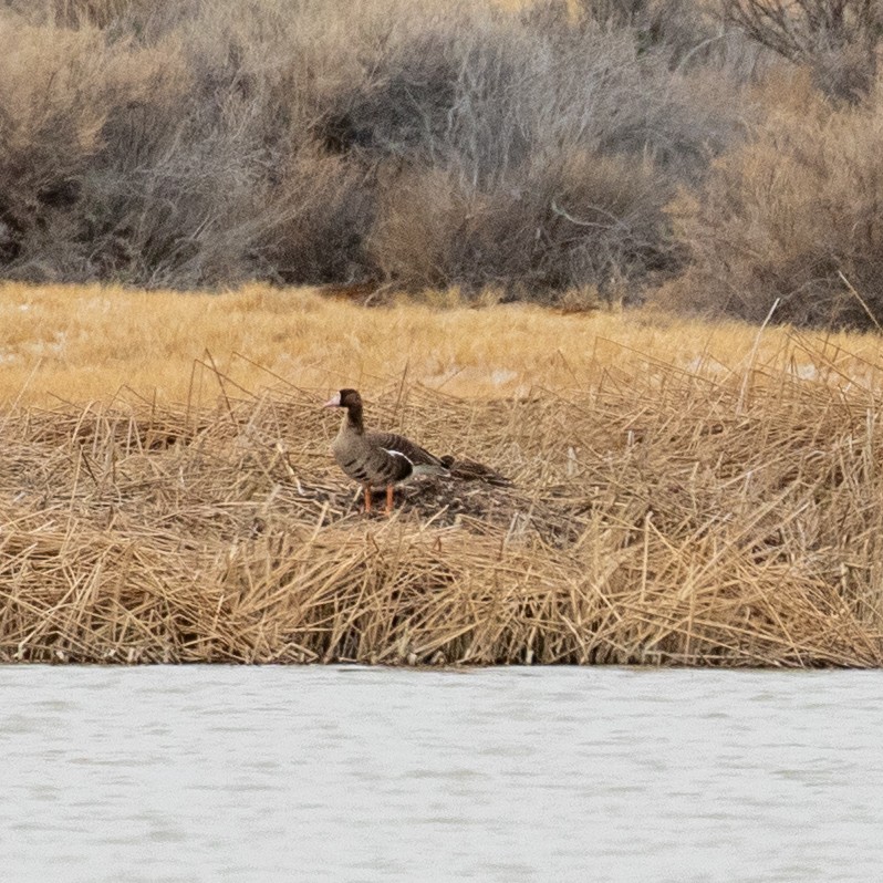 Greater White-fronted Goose - ML214922311