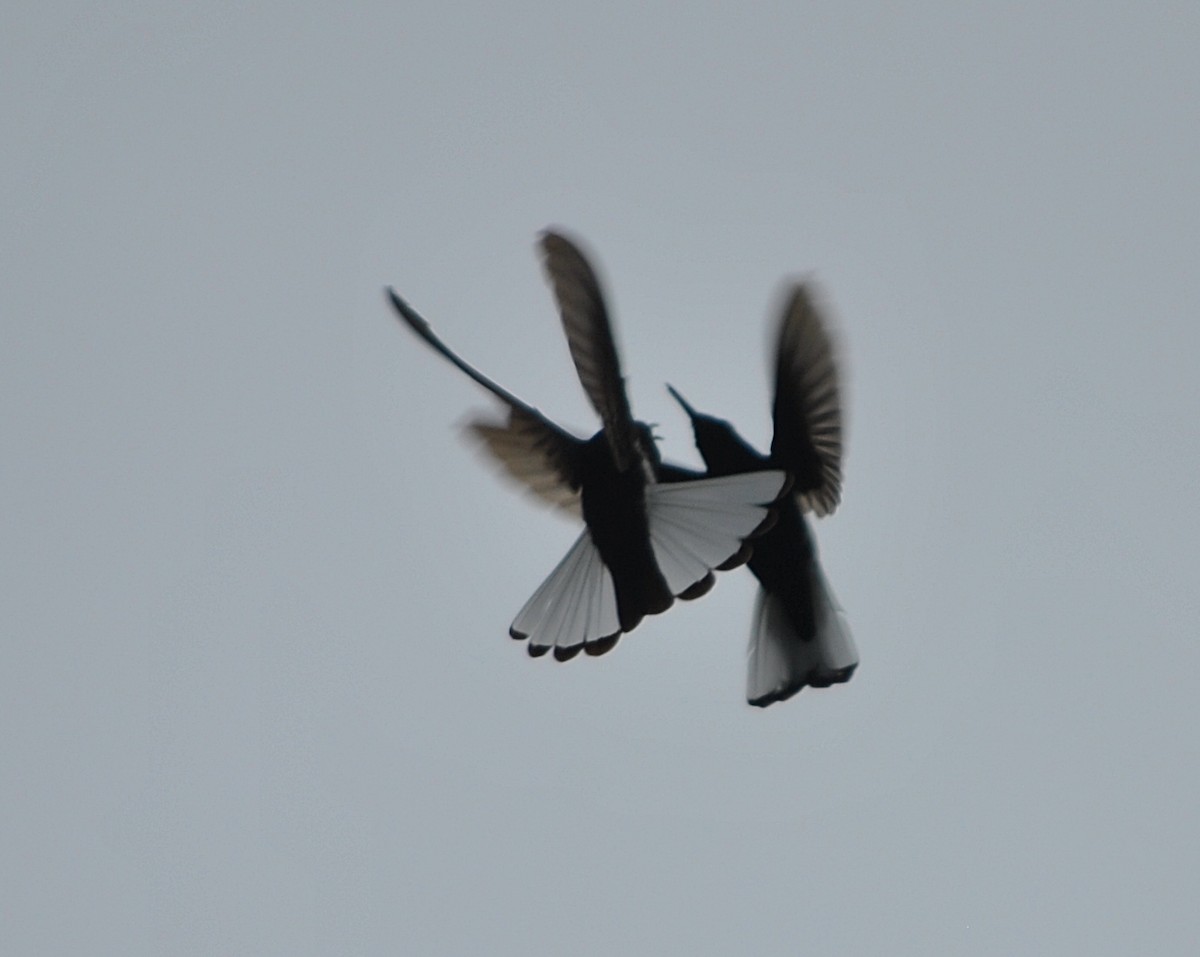 kolibřík černobílý - ML214923211