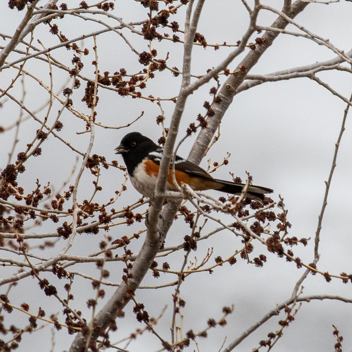 Spotted Towhee - ML214923221