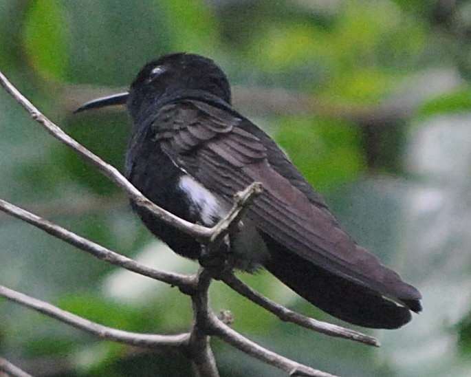 kolibřík černobílý - ML214923231