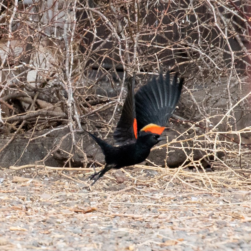 Red-winged Blackbird - ML214923321