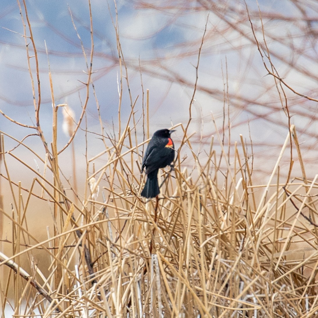 Red-winged Blackbird - ML214923331