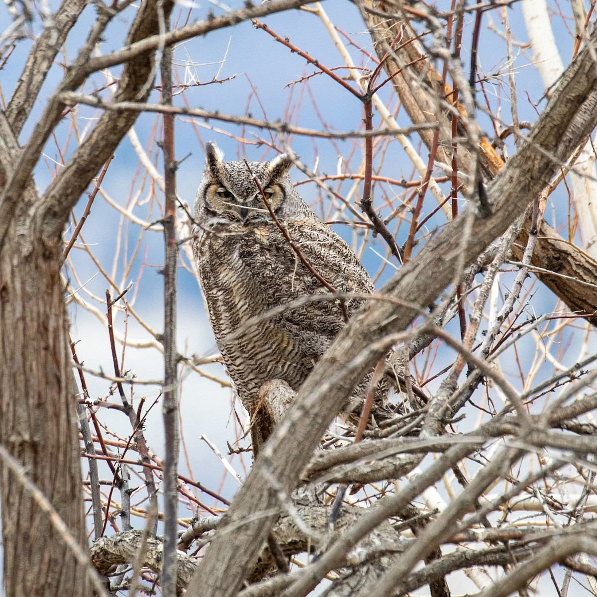 Great Horned Owl - ML214923561