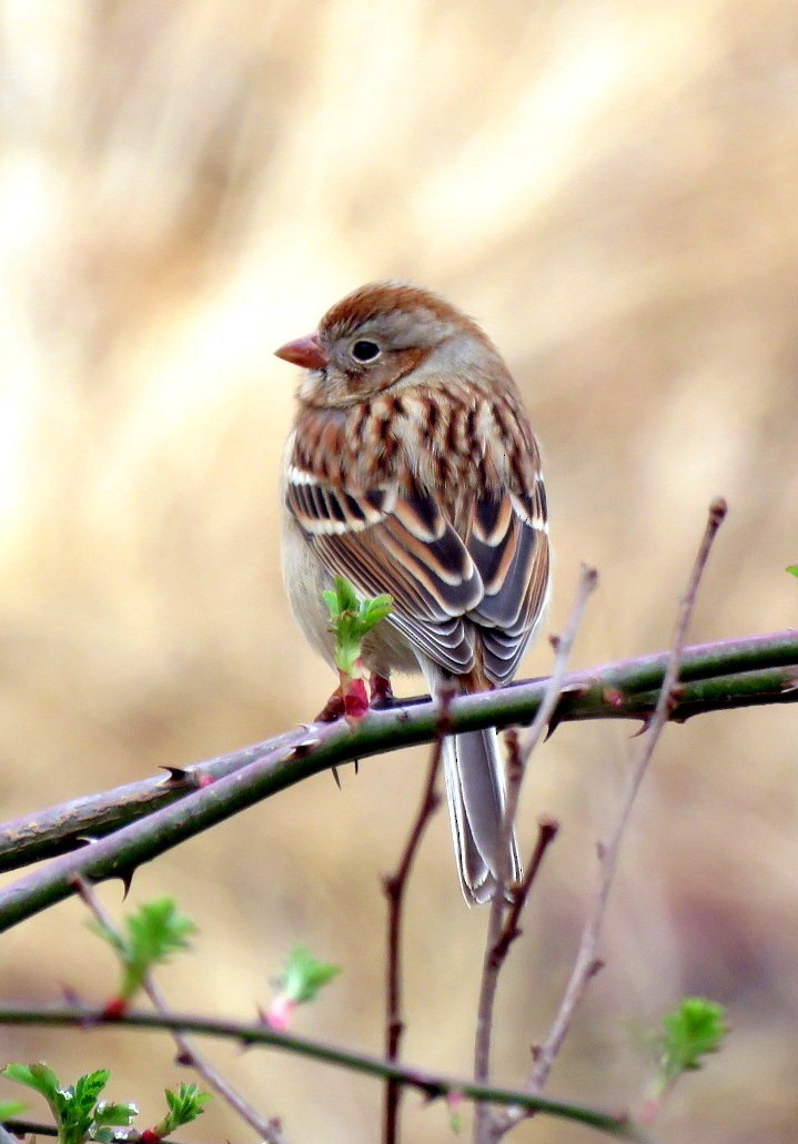 Field Sparrow - ML214924231