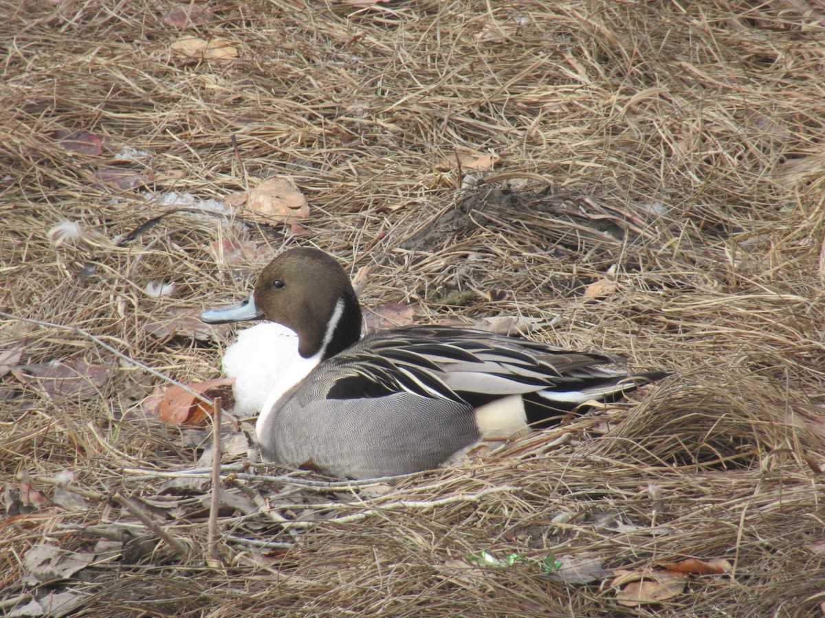 Northern Pintail - Dave Russum