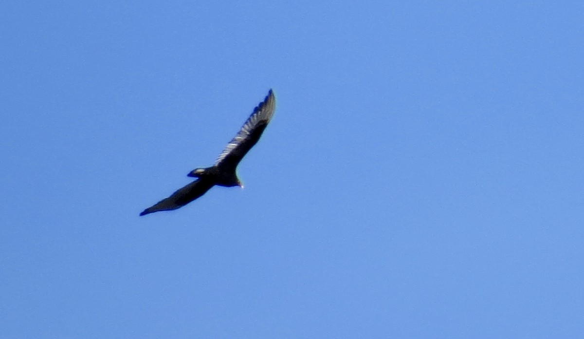 Turkey Vulture - ML214926031