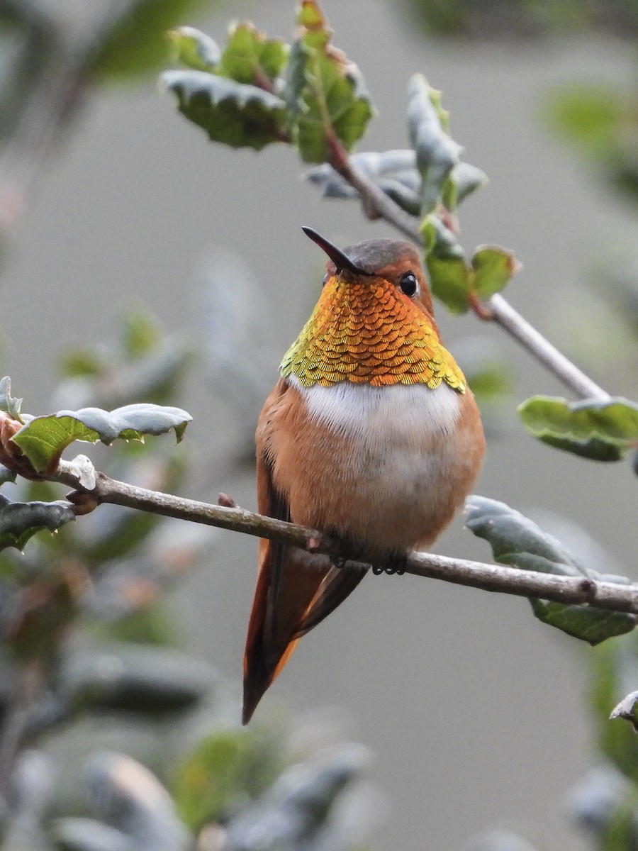 Rufous Hummingbird - Jeanette Stone