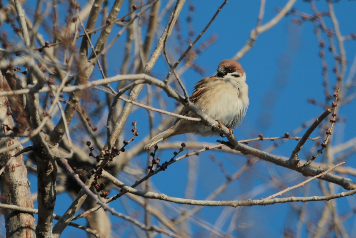 Eurasian Tree Sparrow - ML214929201