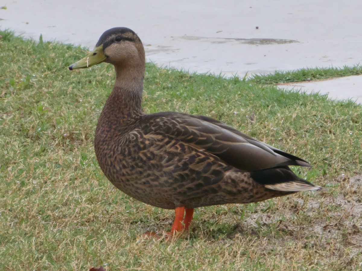 Mallard x Mexican Duck (hybrid) - Parker Davis