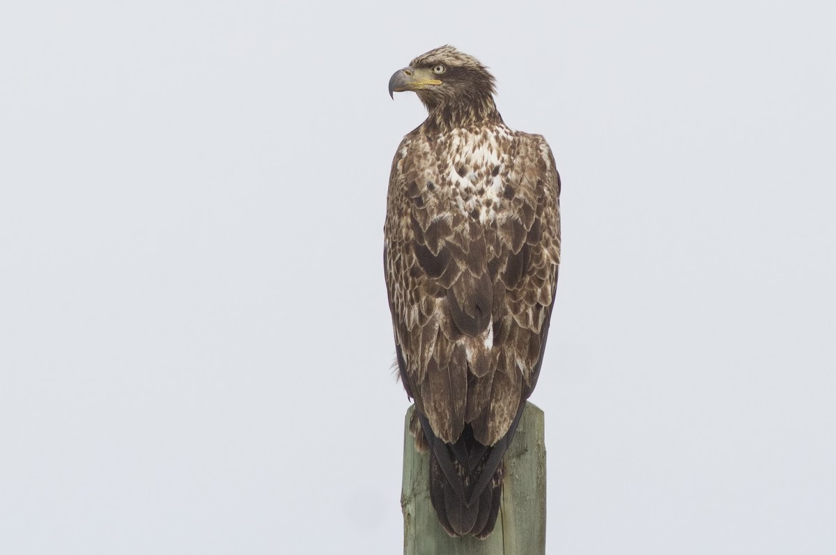Bald Eagle - Samuel Paul Galick