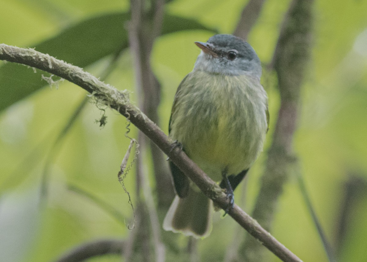 White-fronted Tyrannulet - ML214933041