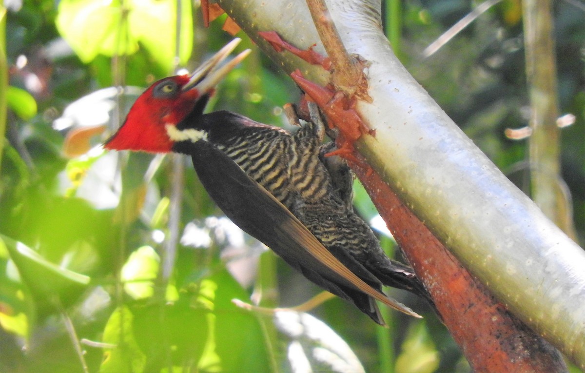 Pale-billed Woodpecker - Luis  Morales