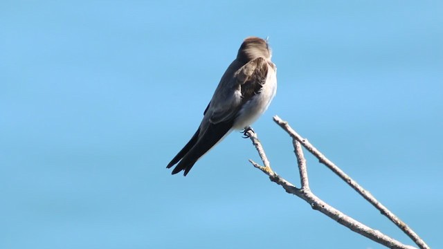 Northern Rough-winged Swallow - ML214938621