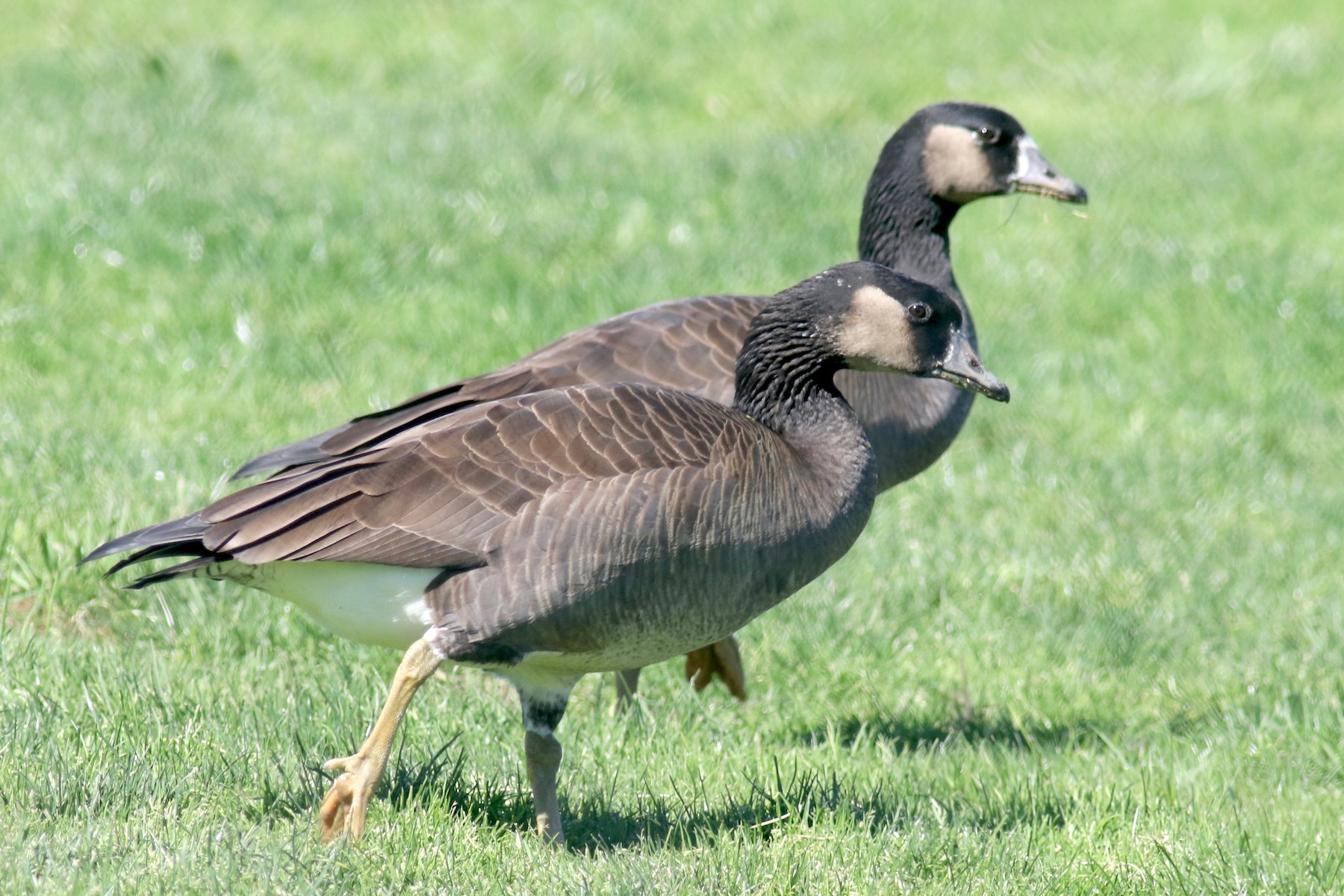 Emperor x Cackling Goose (hybrid) - eBird