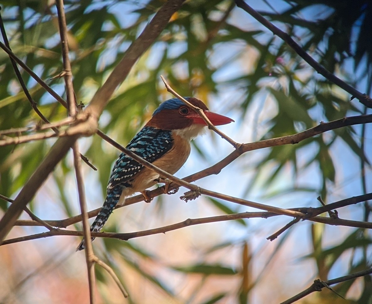 Banded Kingfisher (Banded) - ML214943301