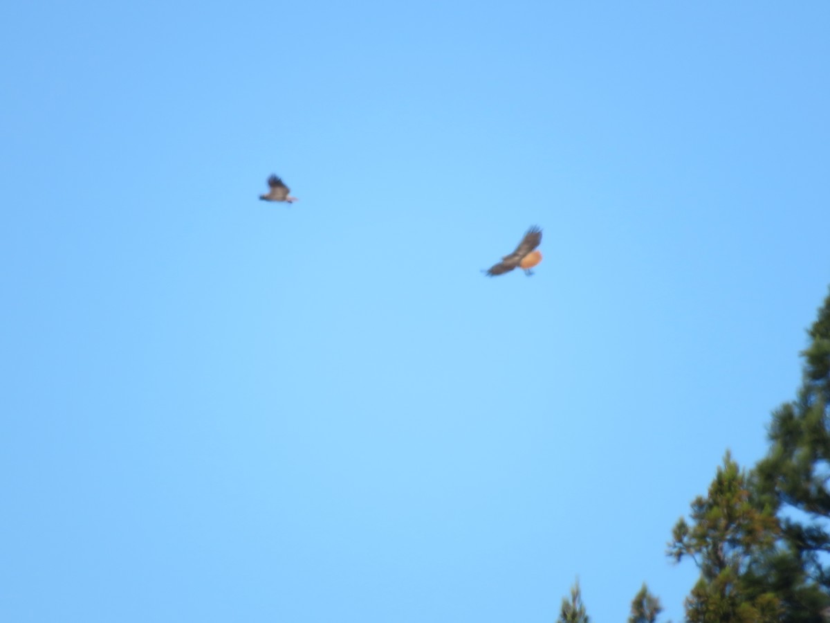 Red-tailed Hawk - ML214946211