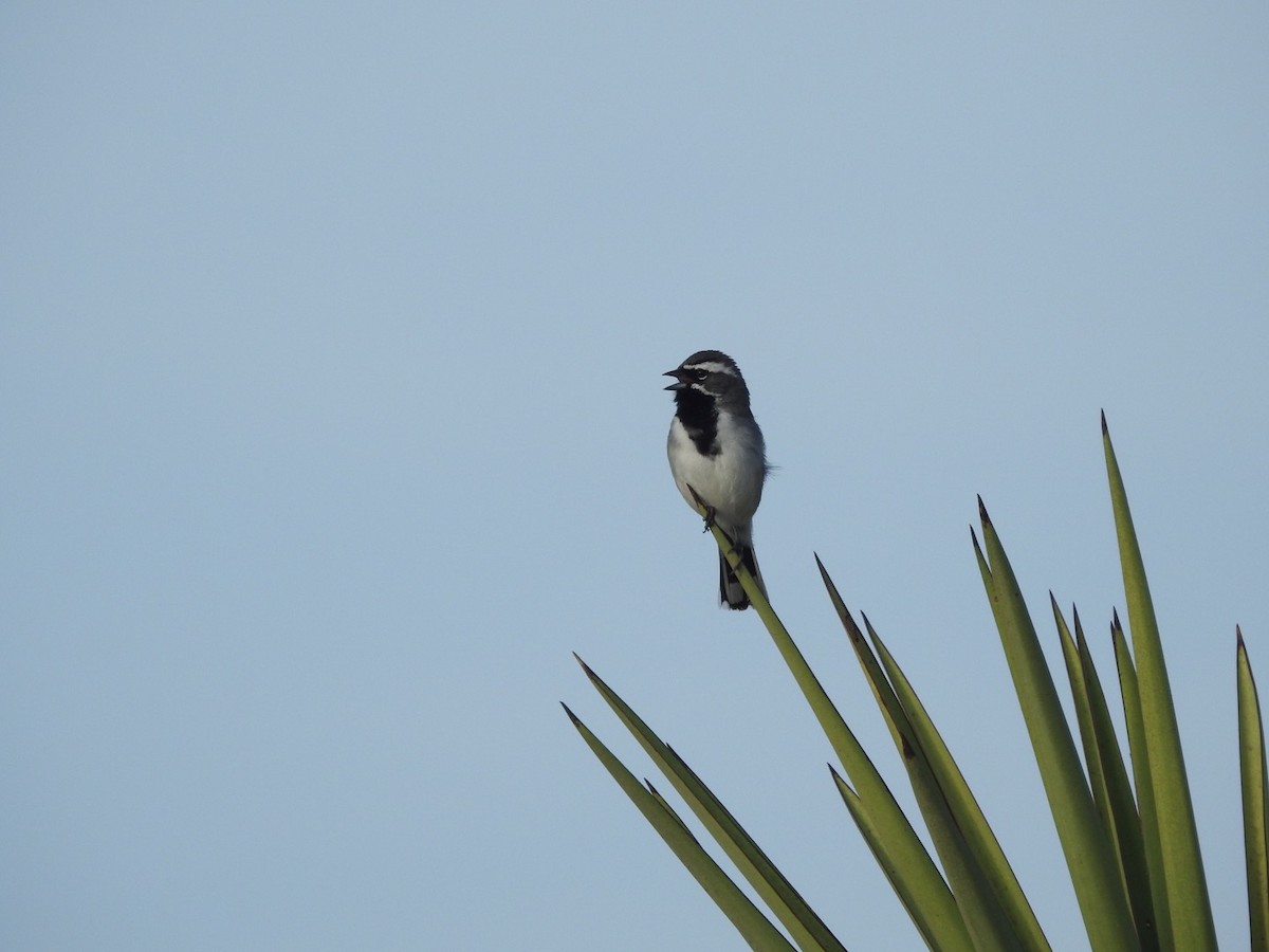 Black-throated Sparrow - ML214946381