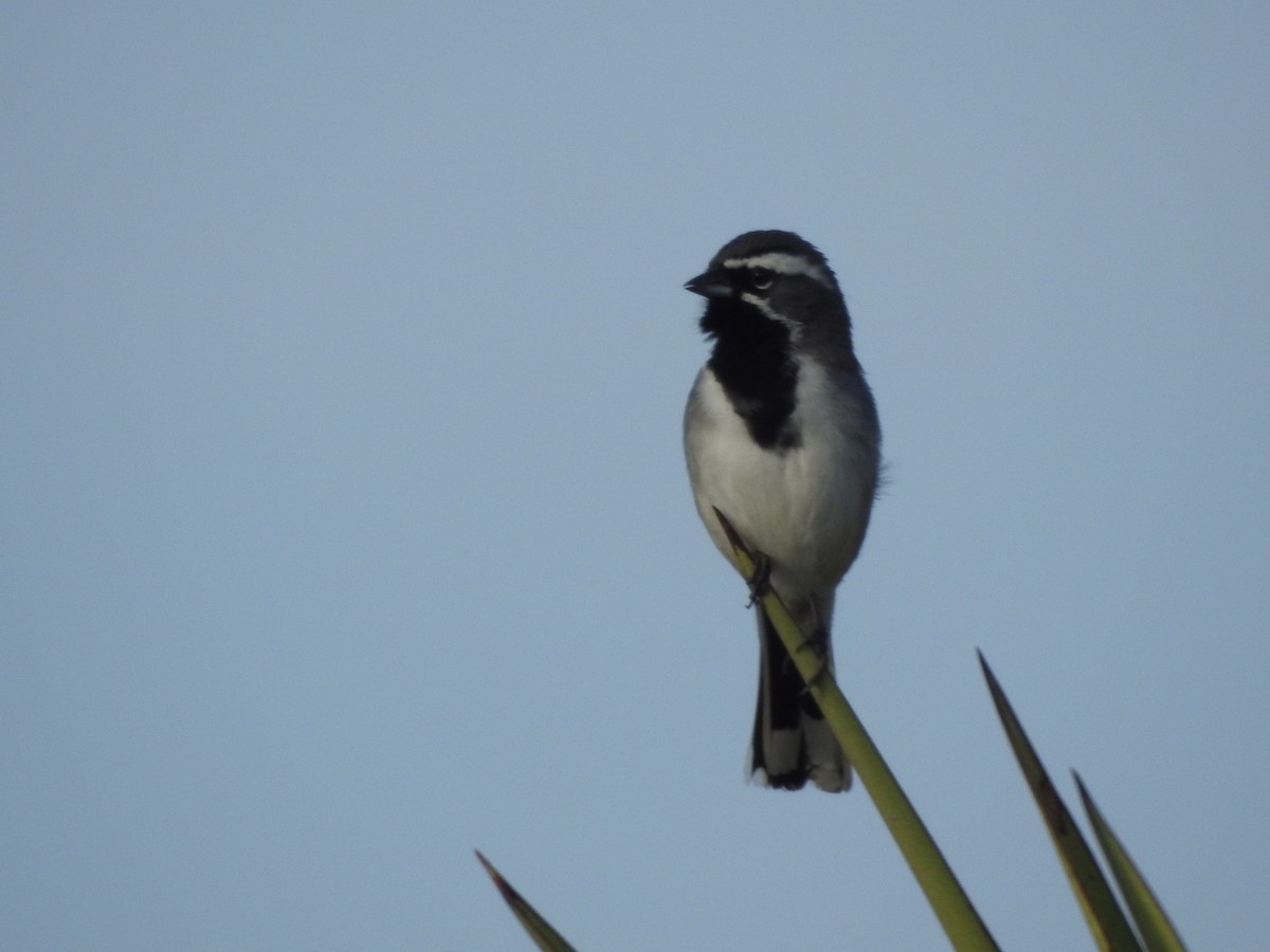 Black-throated Sparrow - ML214946391