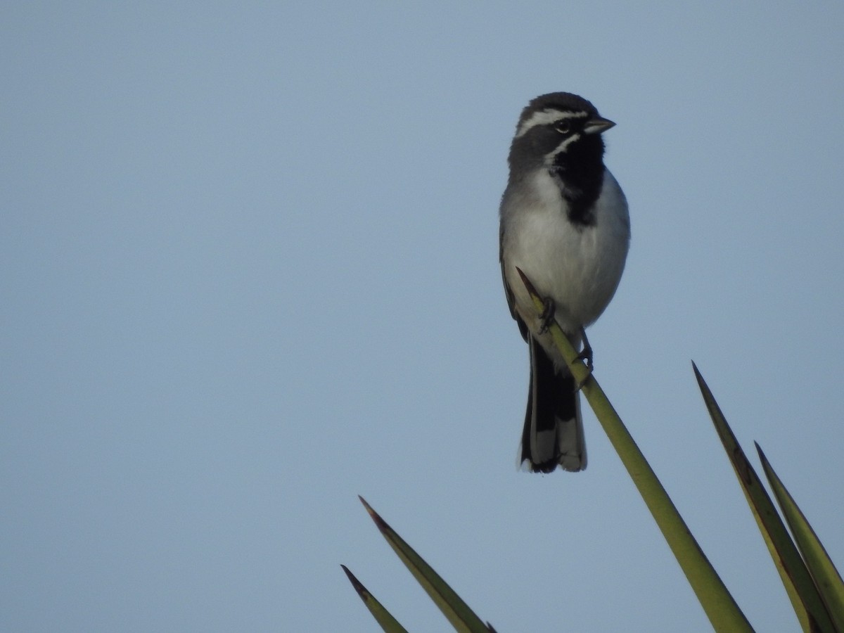 Black-throated Sparrow - ML214946401