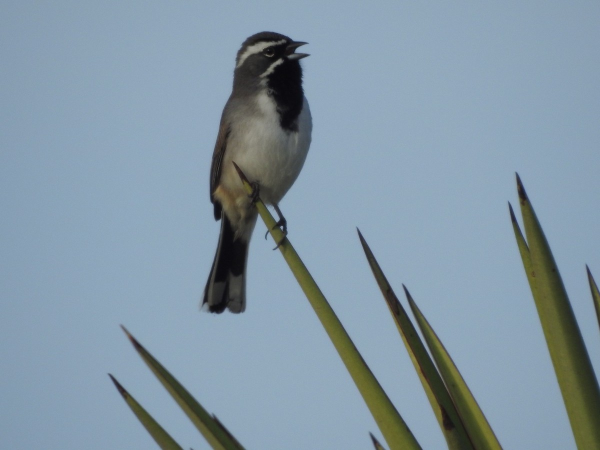 Black-throated Sparrow - ML214946411