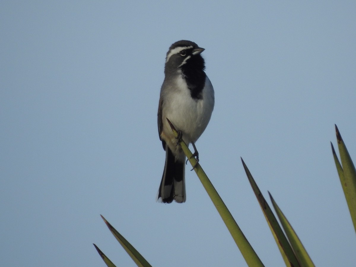 Black-throated Sparrow - ML214946421