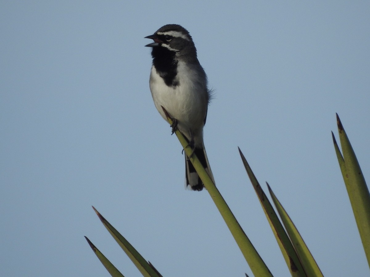 Black-throated Sparrow - ML214946431