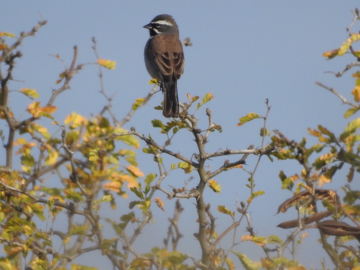 Black-throated Sparrow - ML214946441
