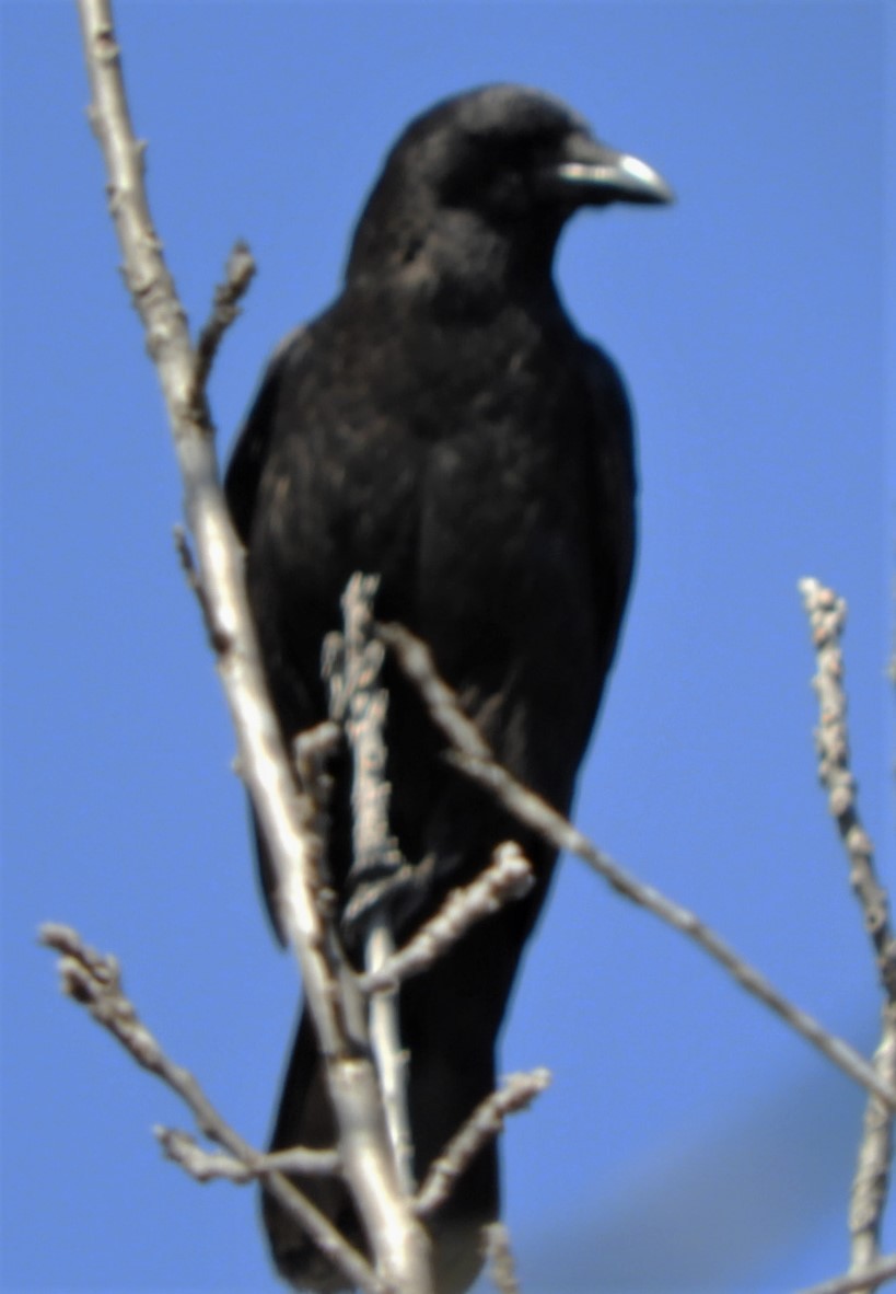 American Crow - ML214946951