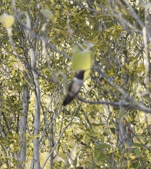 Black-chinned Hummingbird - ML214947091