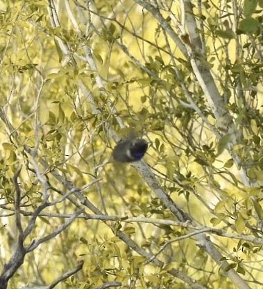 Black-chinned Hummingbird - ML214947101