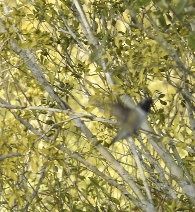 Black-chinned Hummingbird - ML214947121