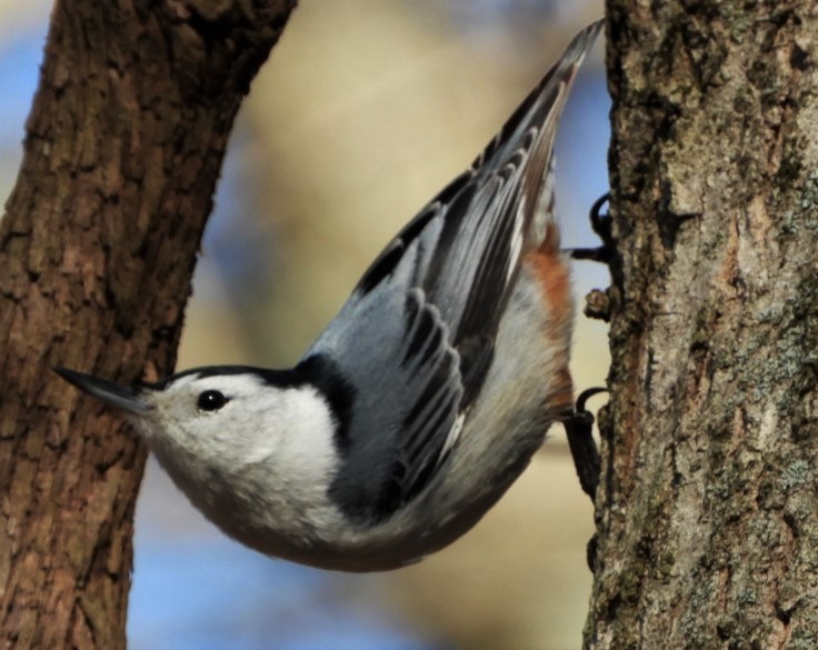 White-breasted Nuthatch - Paul McKenzie