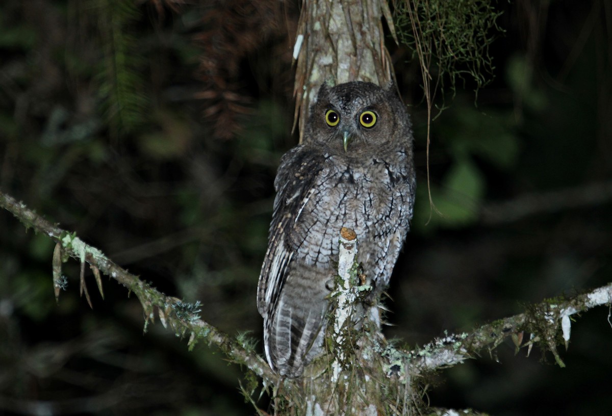 Long-tufted Screech-Owl - Rafael Romagna