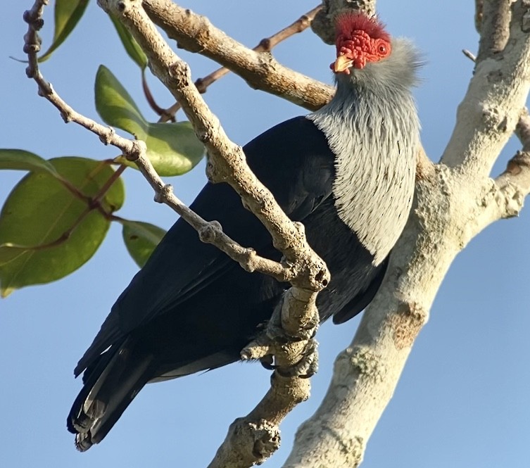 Seychelles Blue-Pigeon - ML214948061