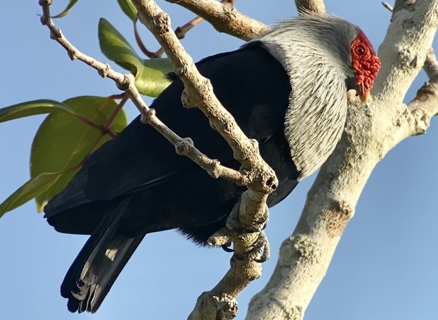 Seychelles Blue-Pigeon - Patrick Finch