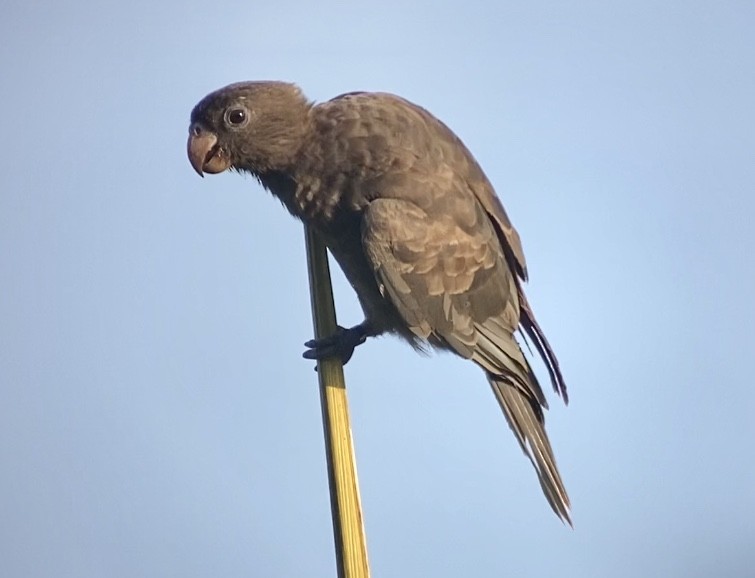 Seychelles Parrot - ML214948241