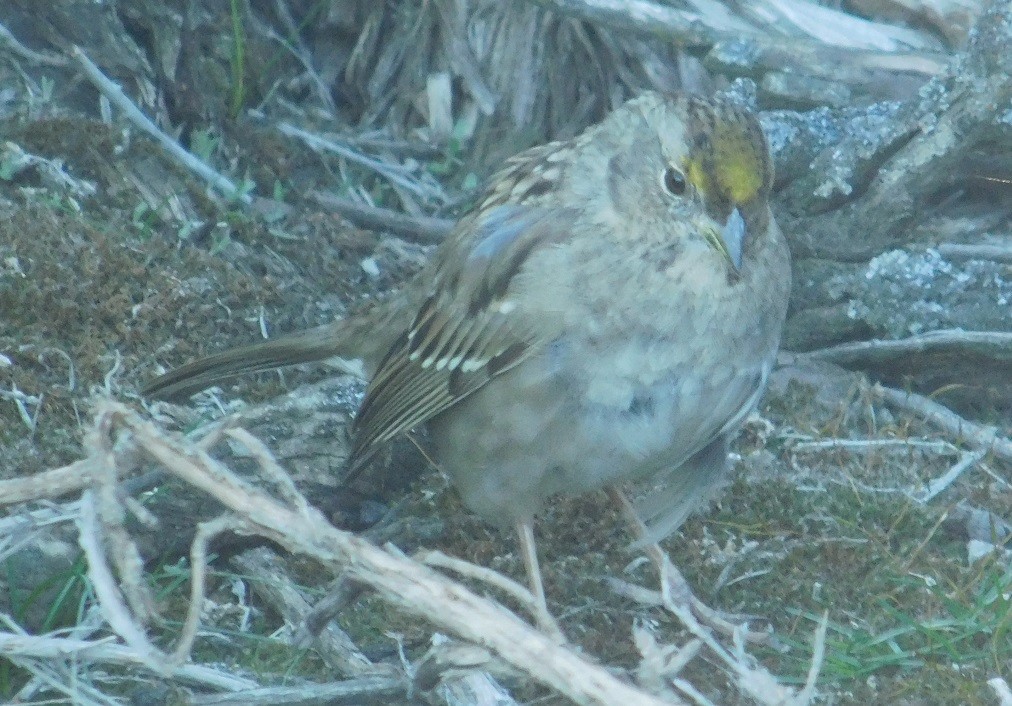 Golden-crowned Sparrow - Mike & MerryLynn  Denny