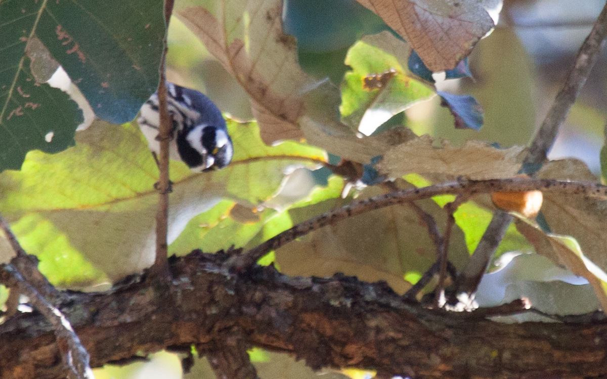 Black-throated Gray Warbler - ML214949151