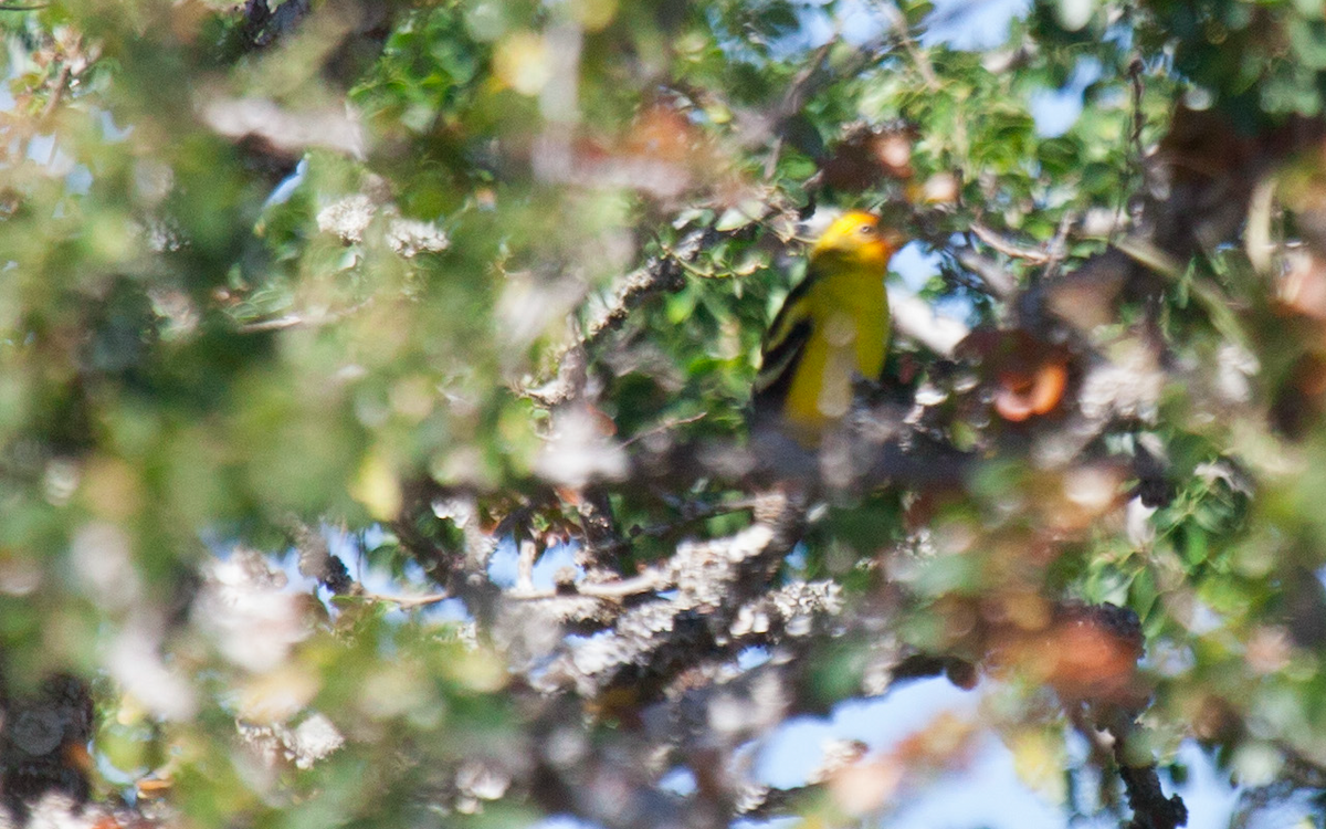 Western Tanager - ML214949181